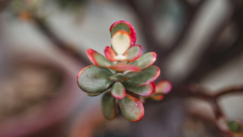 this plant has pink flowers and green leaves