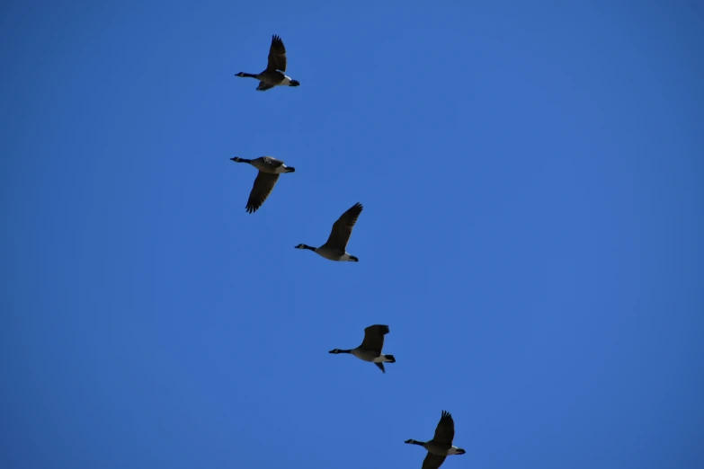 a line of birds flying across a blue sky