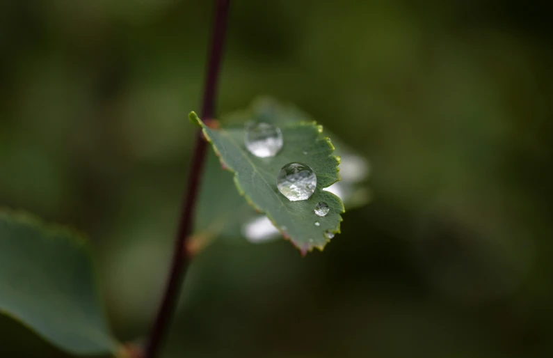 there is a leaf with drops of water on it