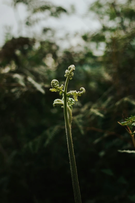 an image of a plant growing in the field