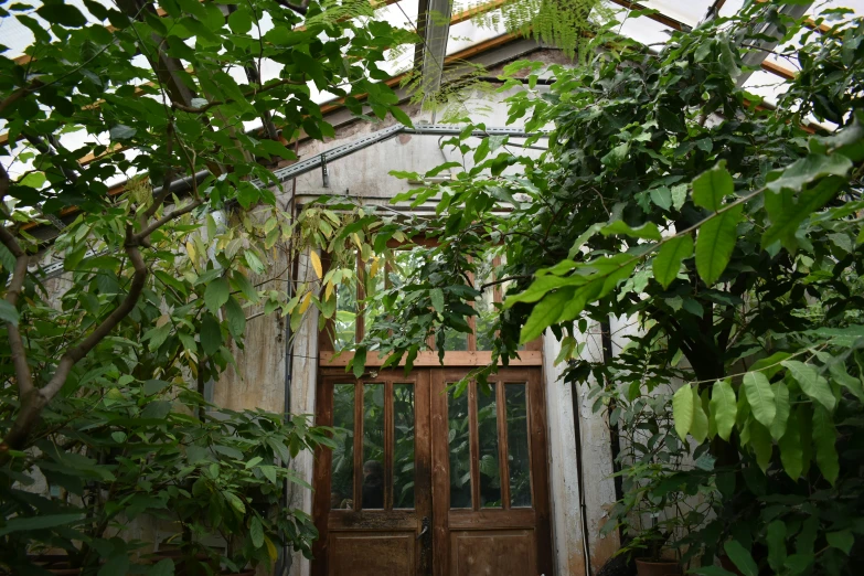 a doorway with leaves next to it in front of a building