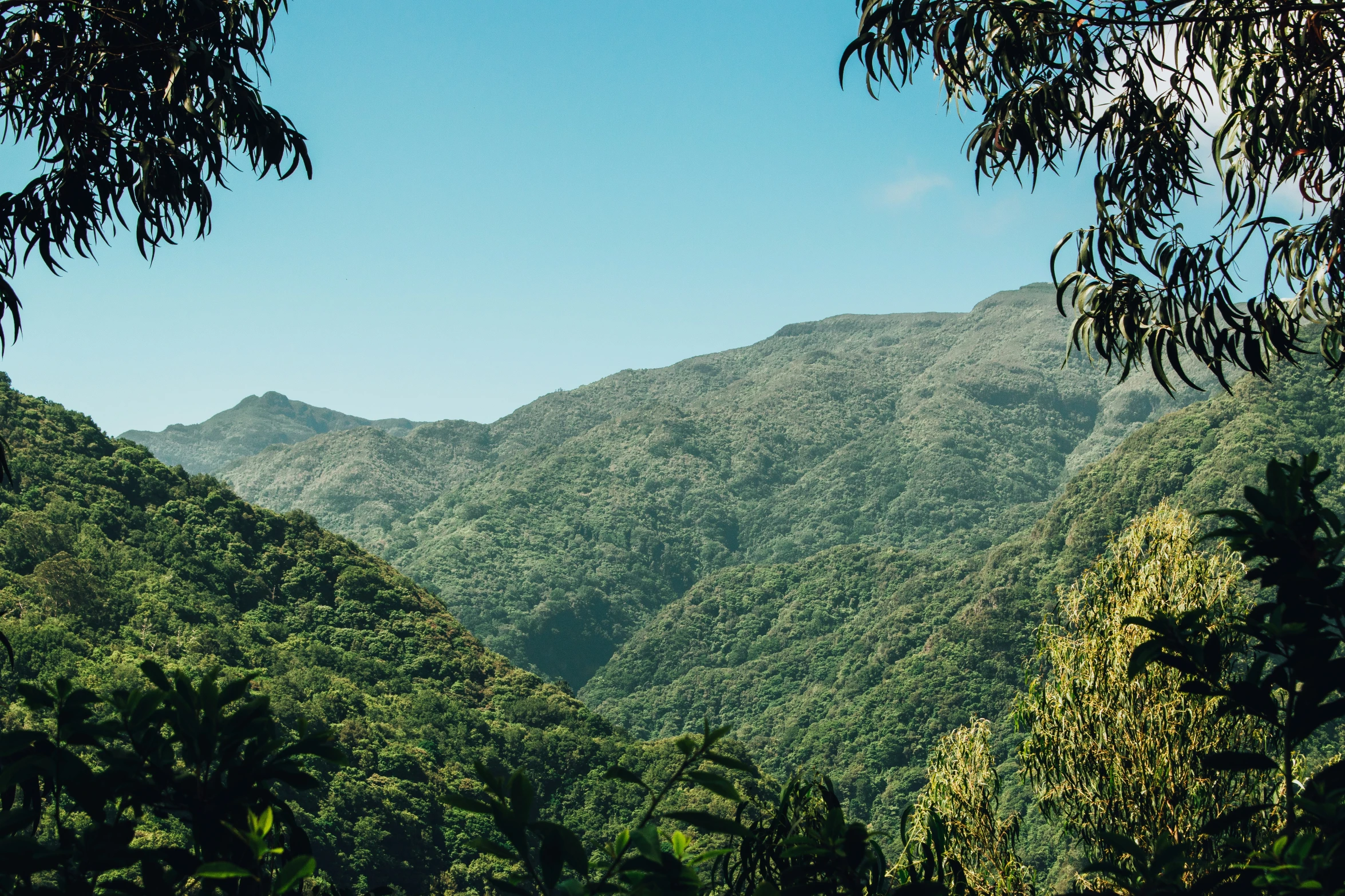 the mountains are visible from a distance in the trees