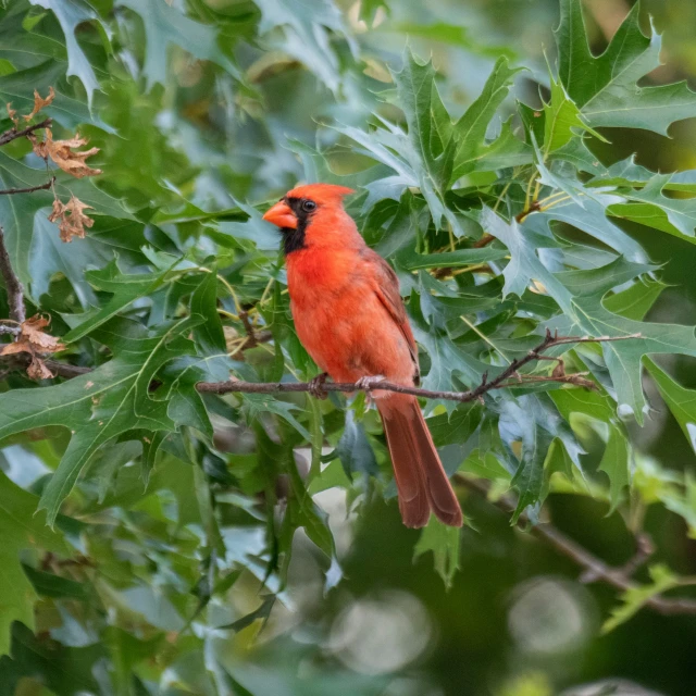 a red bird sits on a nch of a tree