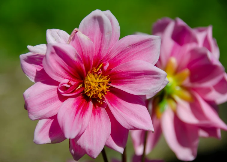 a couple of pretty pink flowers in a vase