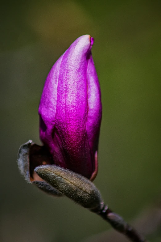 a small purple flower that is blooming