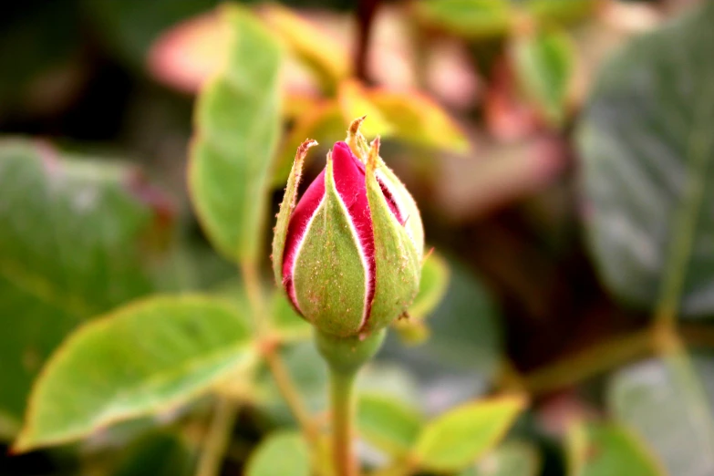 a bud opened to reveal the pink and white stripes