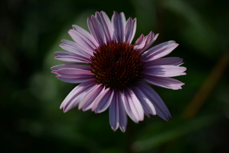 a close up of a flower that is purple and pink