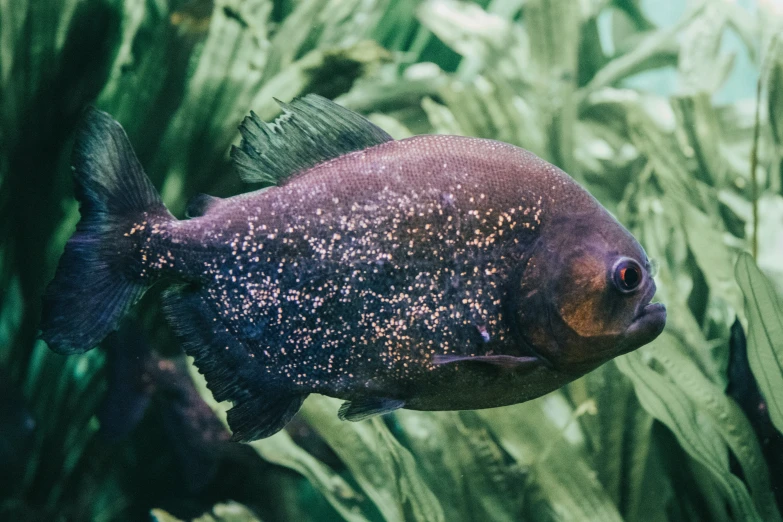 a large black fish in an aquarium with lots of green grass