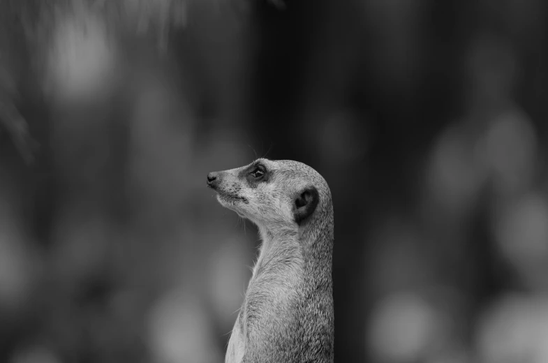 a black and white picture of a meerkat looking up