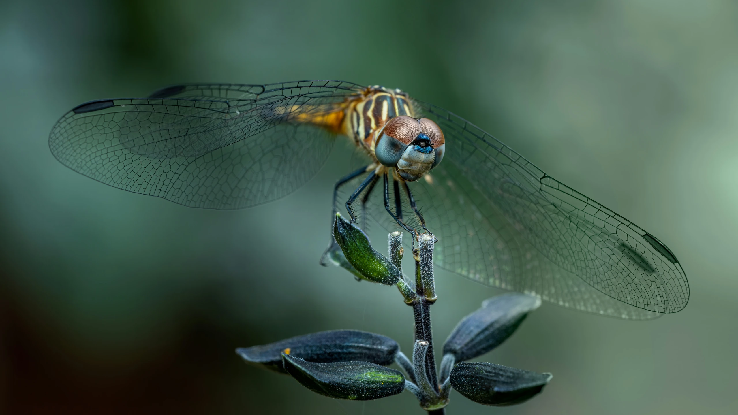 an orange and brown dragonfly sitting on a purple flower