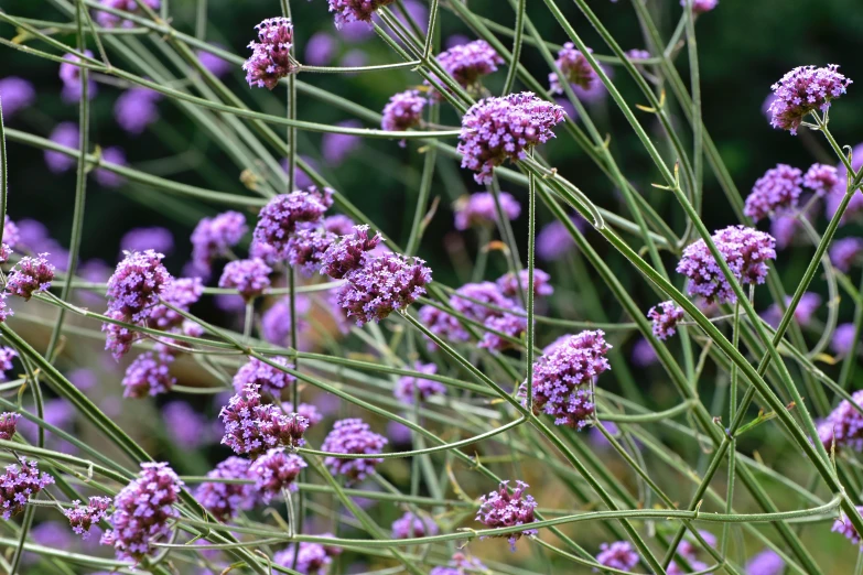 the purple flowers are out in full bloom