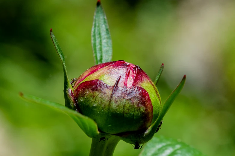 a flower bud with leaves next to it