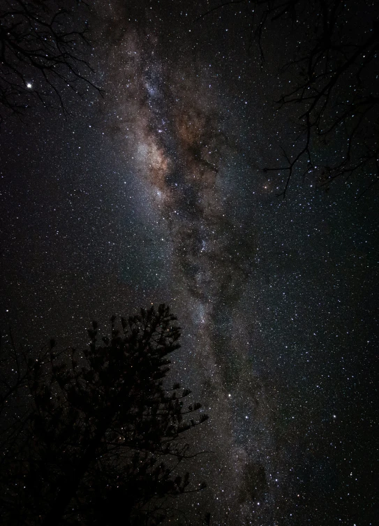 some trees and a very large cluster of stars