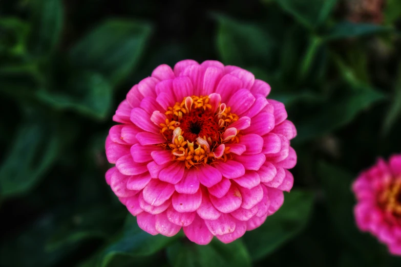 a large pink flower is blooming on green leaves