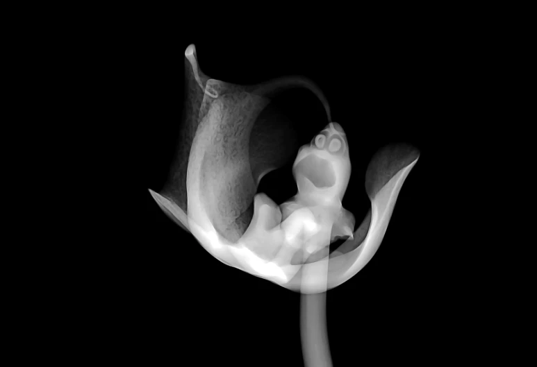 an abstract pograph of a white flower