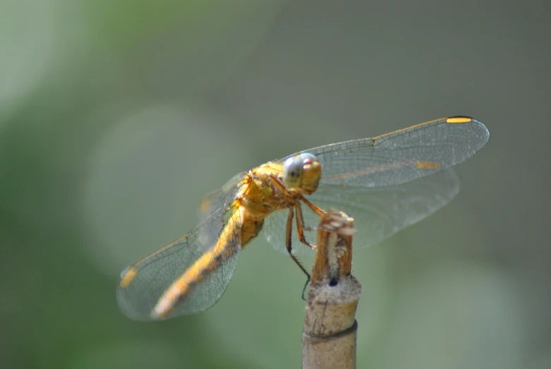 a large blue and yellow dragonfly sitting on a twig