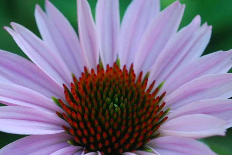 a closeup of a bright pink flower