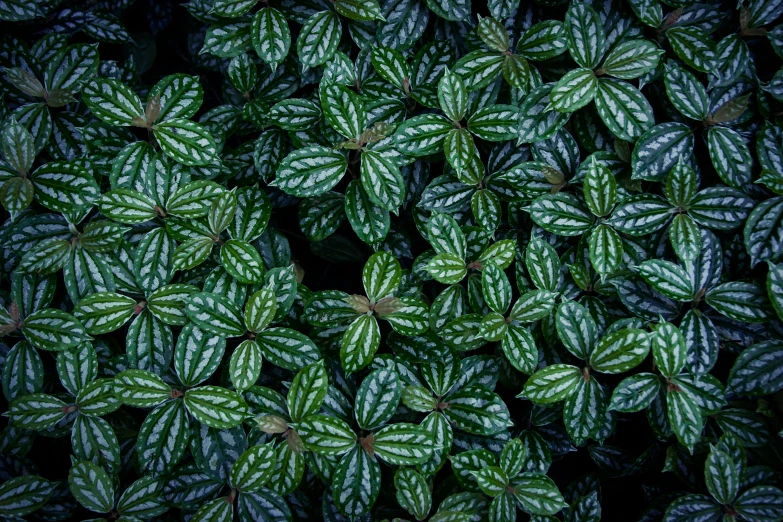 several green leaves of plants are on the ground