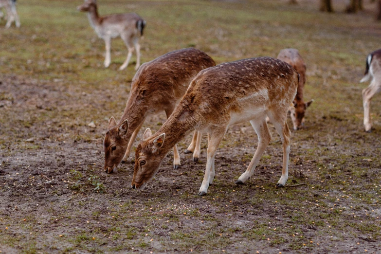 some very cute small deers together in a big field