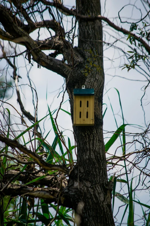 a birdhouse stuck up in the side of a tree