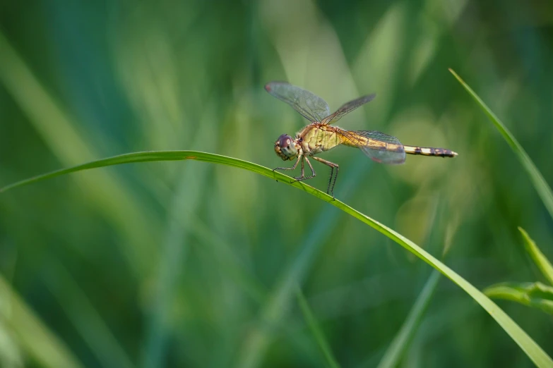 a large yellow and blue dragonfly sitting on a green blade of grass