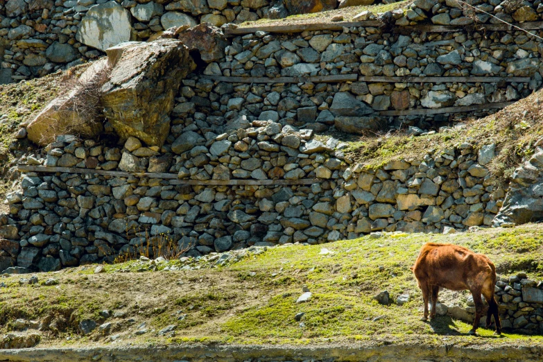 a cow stands by a stone wall looking at soing