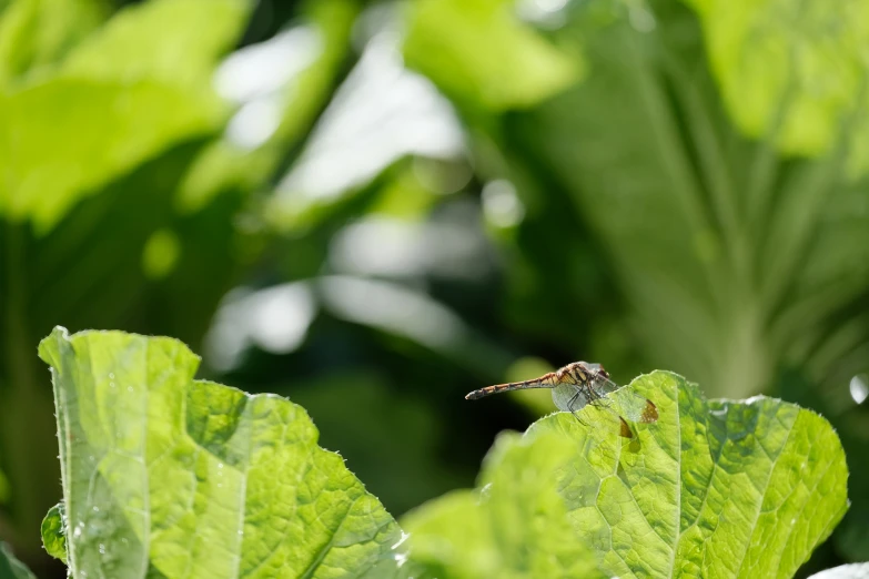 a bug is sitting on a leaf with a large amount of light