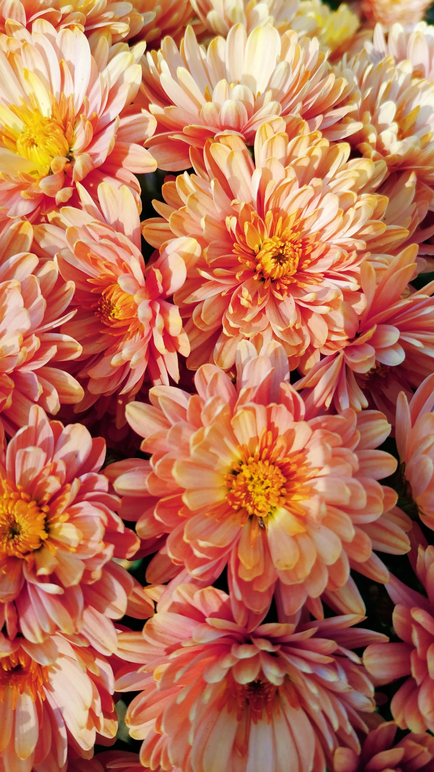 large pink and yellow flowers with leaves on them