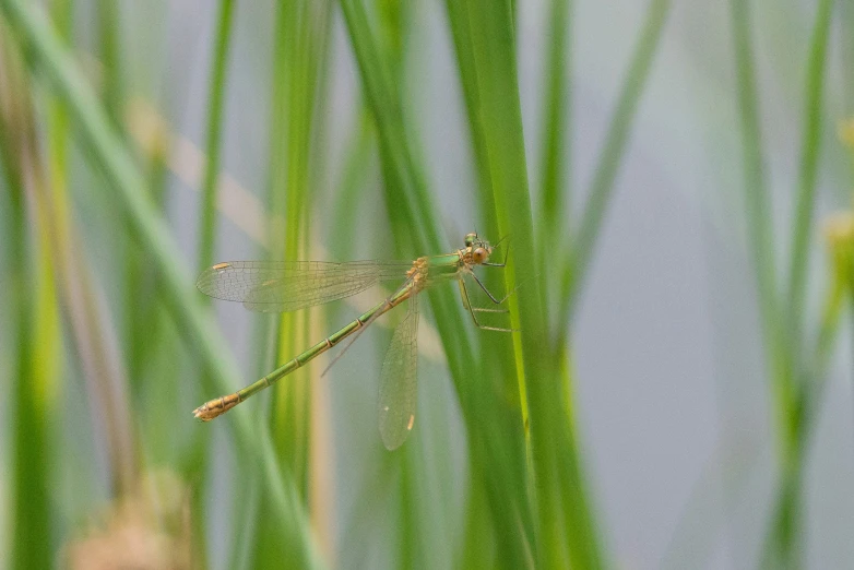 an insect is sitting on the edge of some green grass