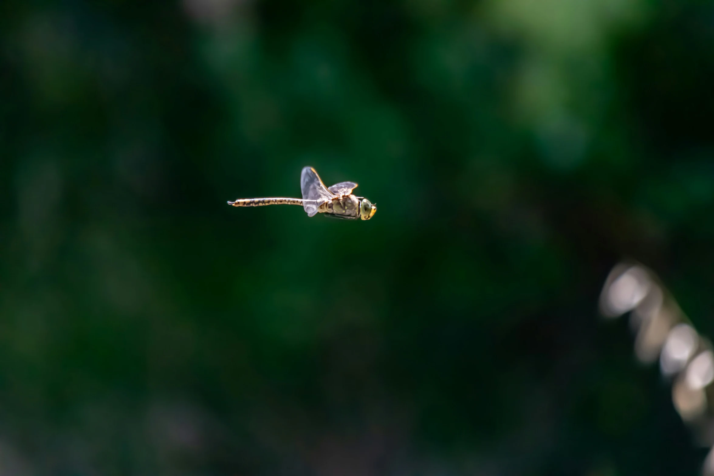 a large insect flying over a lush green forest