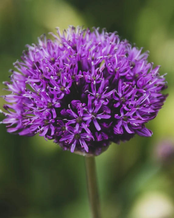 the flower is purple with tiny petals