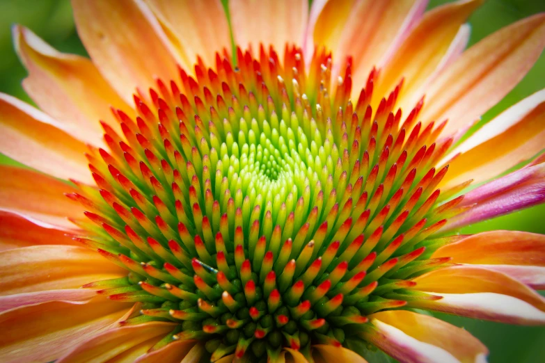 a red and yellow flower with some green leaves