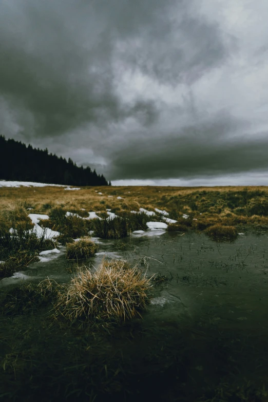 a swampy area with an overcast sky and pine forest in the background