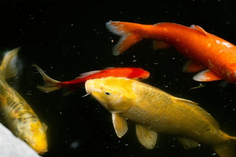 three orange and yellow fish swimming together in the pond