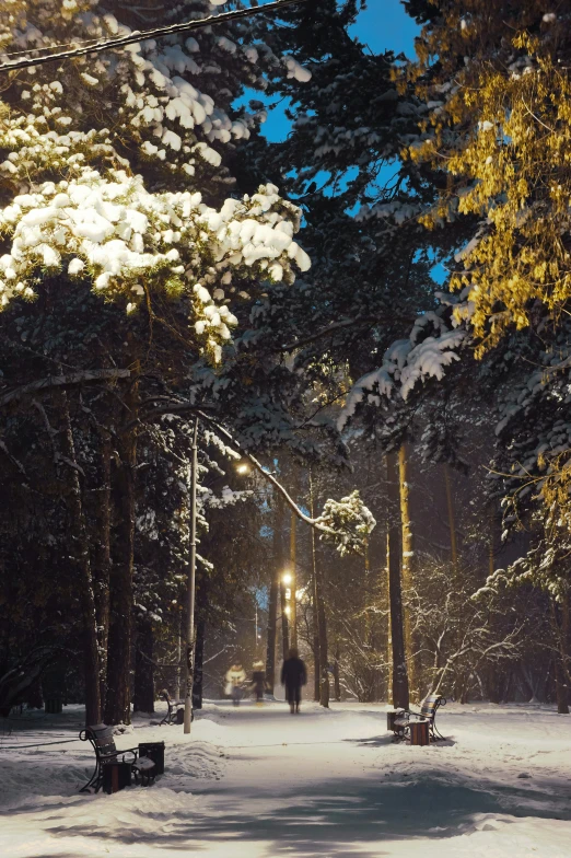 a snowy path surrounded by tall trees and people