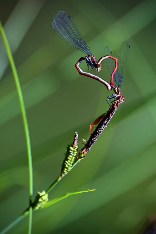 a bug with black and red markings is standing on a green blade