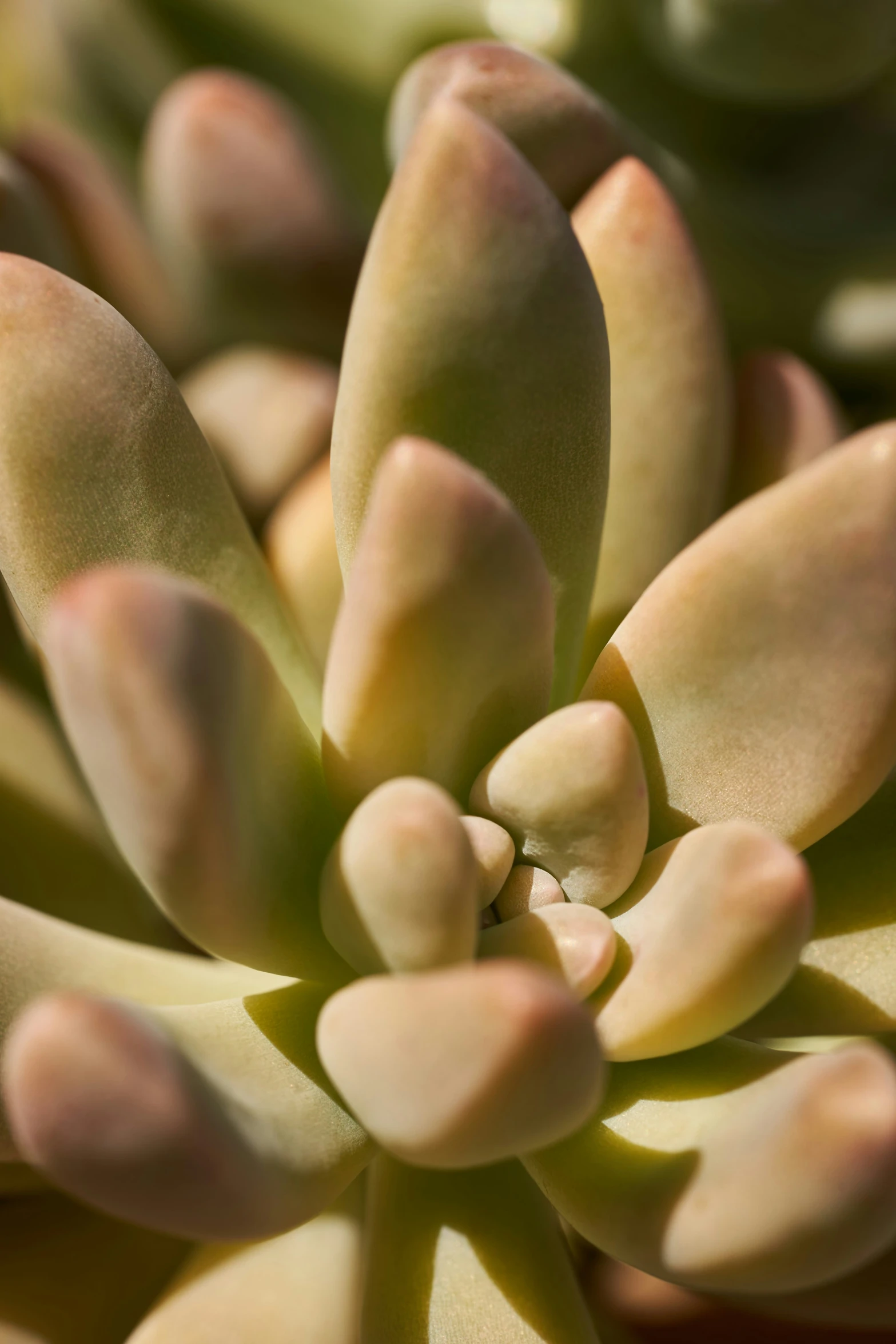 a close up image of a green plant