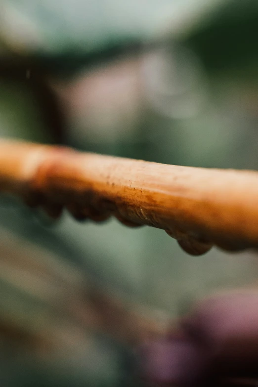 closeup of an orange banana on a table