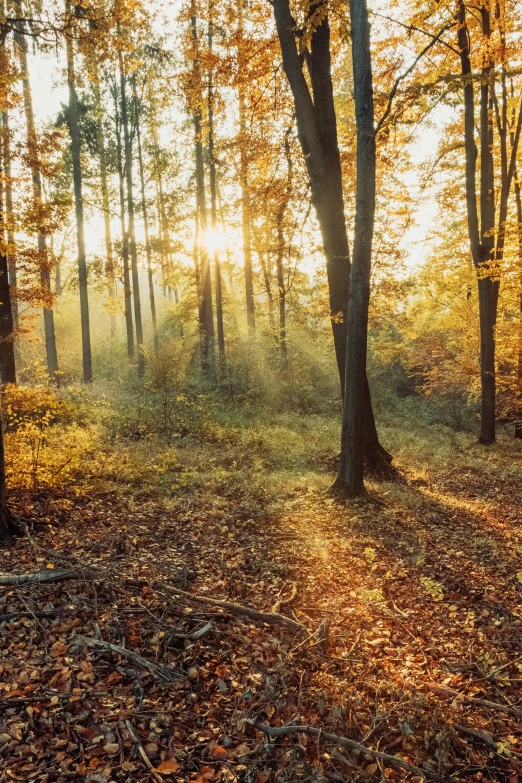 a park bench sitting under a tree in the middle of a forest