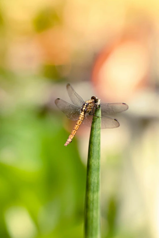 a very pretty small dragonfly perched on a plant