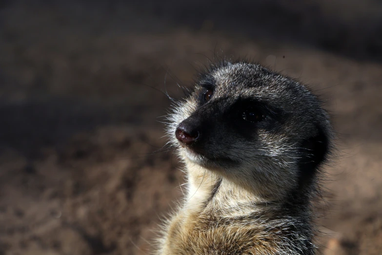 a small animal with black and yellow fur