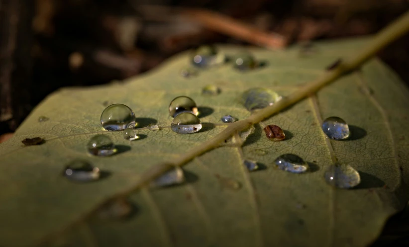 water drops on the underside of a leaf