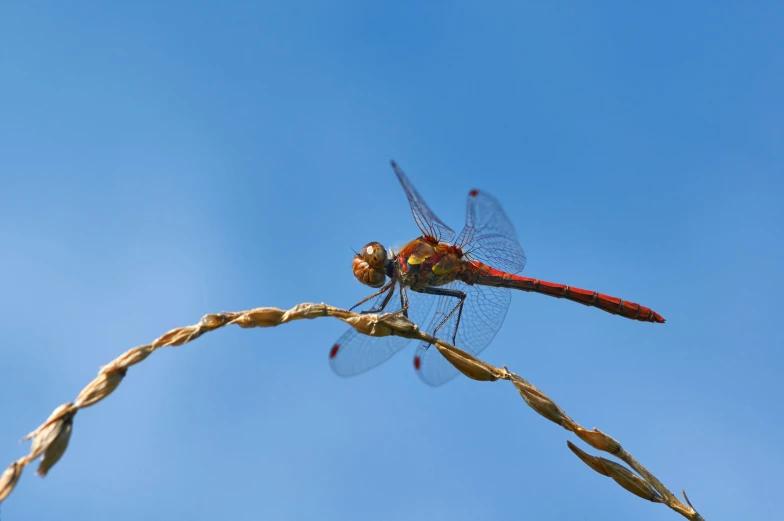 two dragonflies perched on a plant with blue sky in background