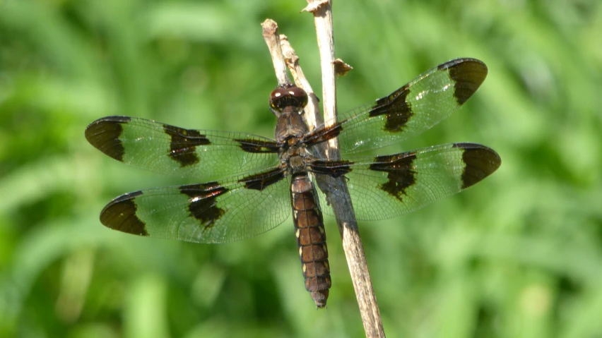 the large brown and black dragon flys in flight