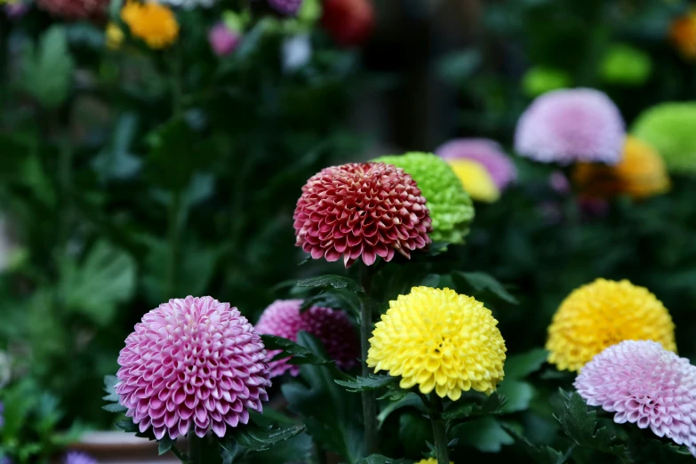 several colorful flowers in a garden with green foliage