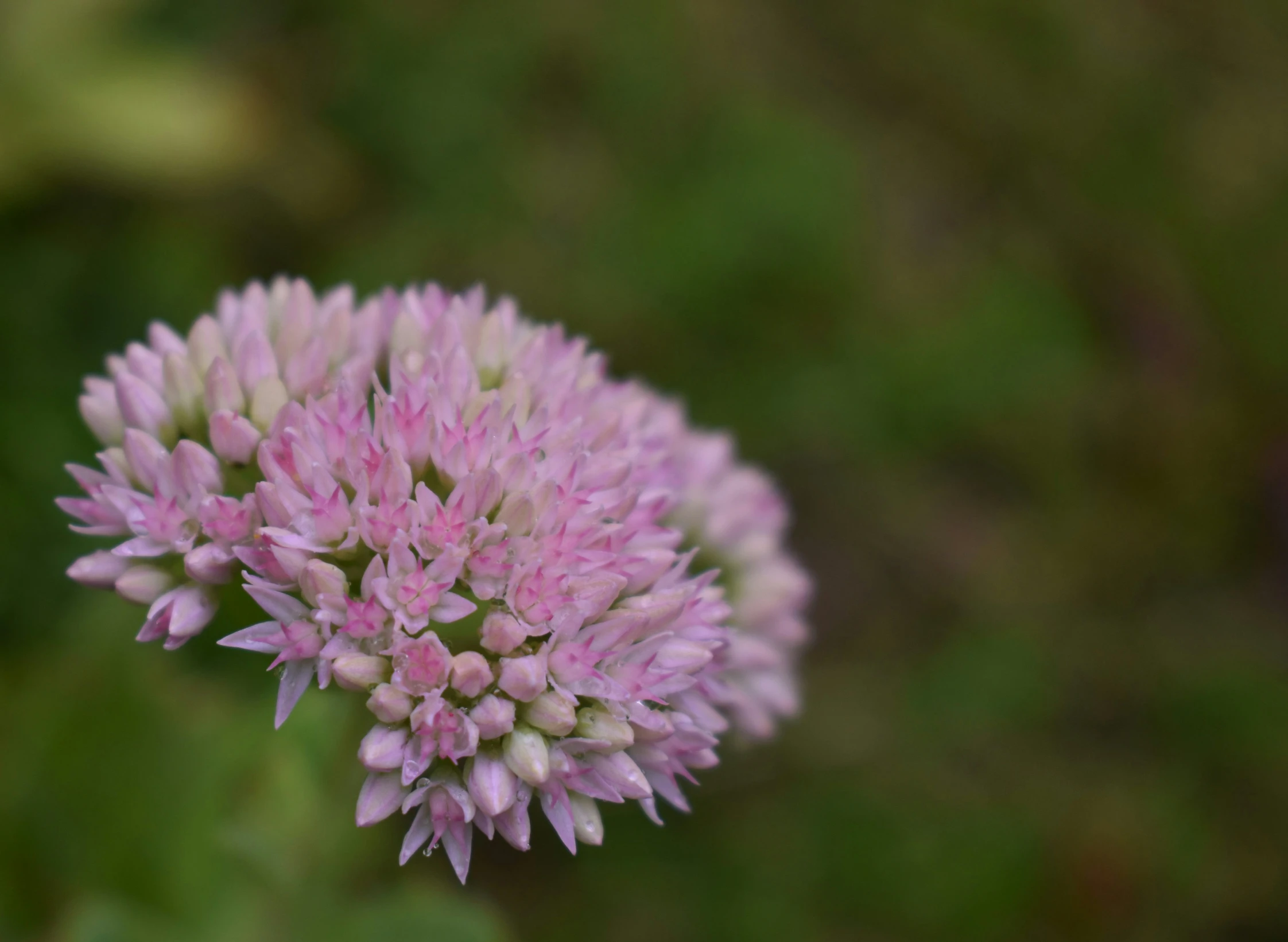 the pink and white flower is standing out on the ground