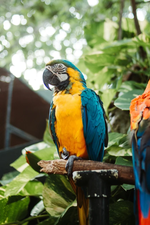 a colorful bird perched on top of a nch