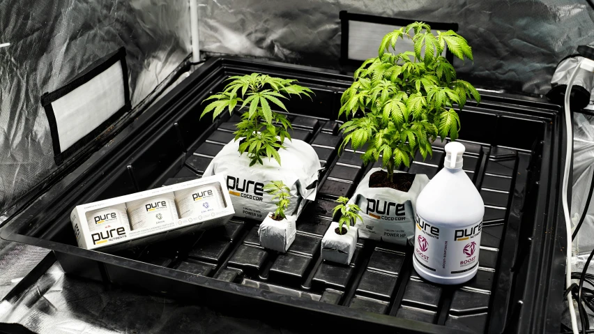 a black tray holds three plants and a bottle with chemicals