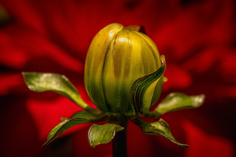 a flower bud that is on a long stem