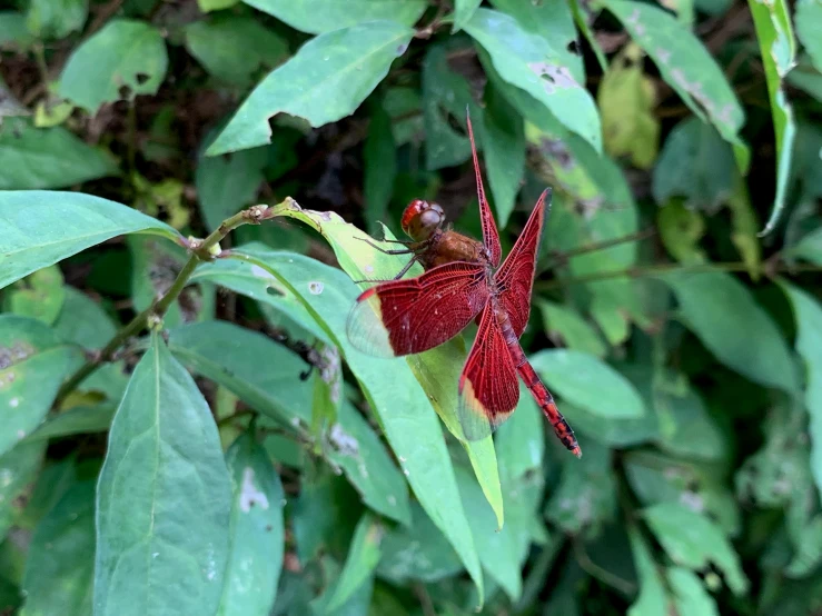 there is a red insect that is on the green leaves